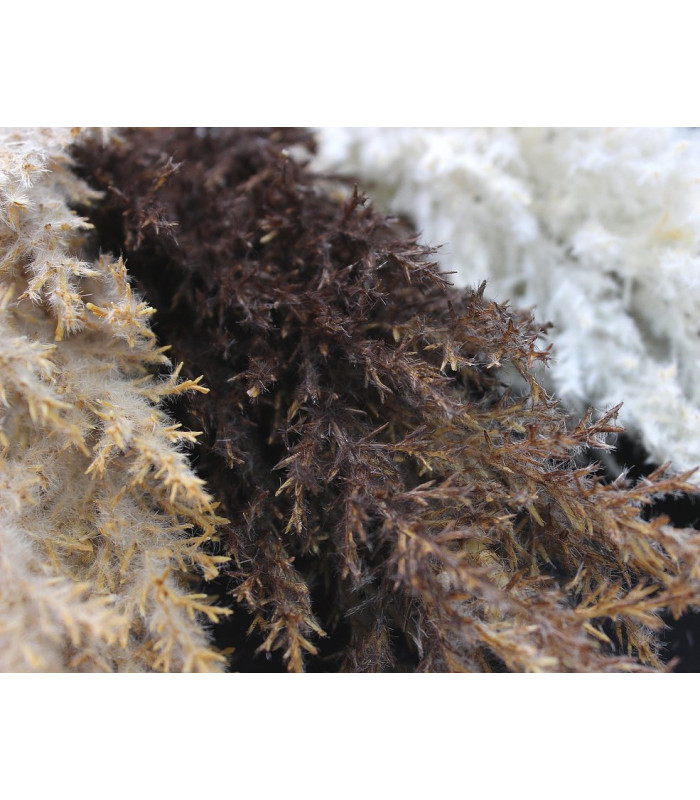 BOUQUET DE PAMPA FERMÉ