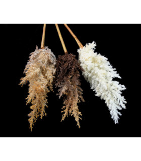 BOUQUET DE PAMPA FERMÉ