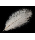 Plume d'autruche d'une longueur approximative de 20-25 cm