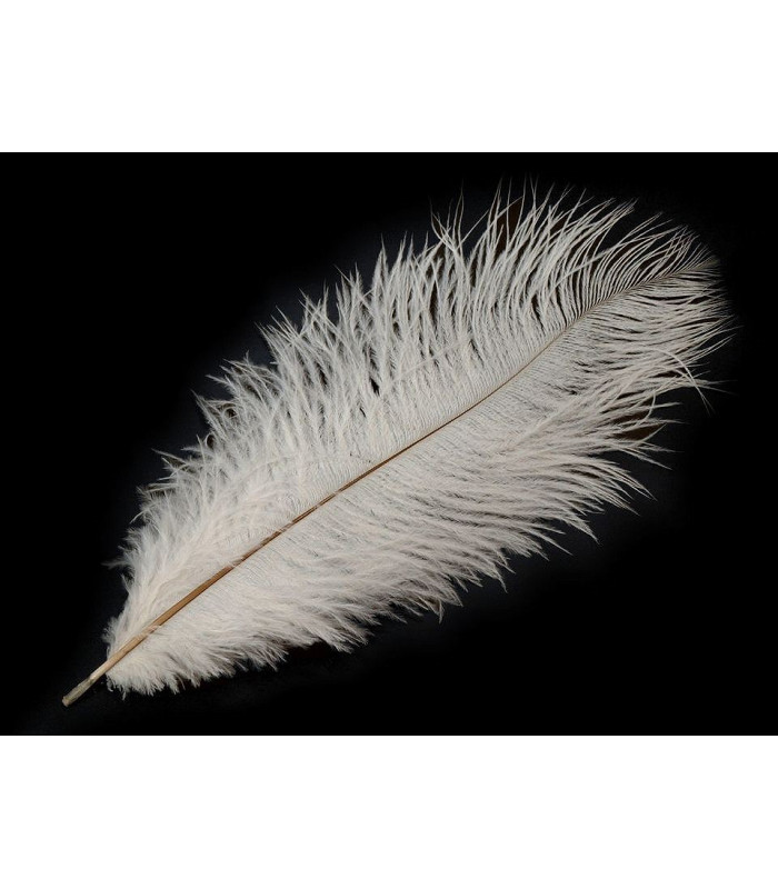 Plume d'autruche d'une longueur approximative de 20-25 cm