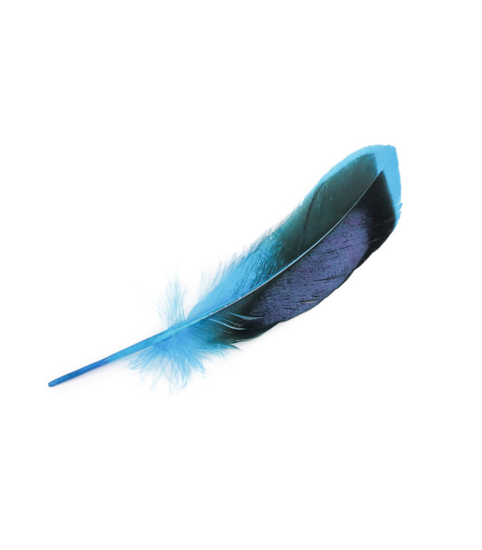 plumes de canard 13-15 cm X 20 plumes