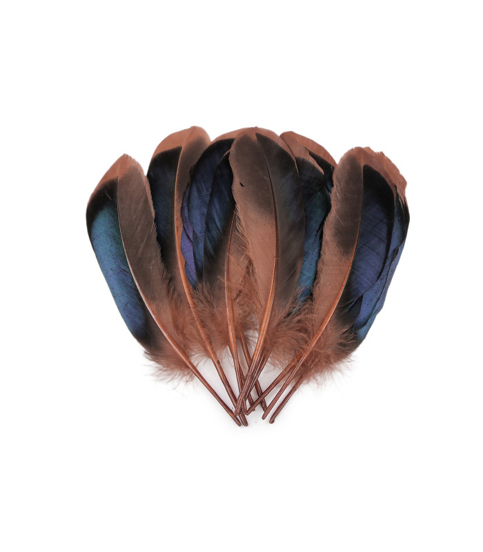 plumes de canard 13-15 cm X 20 plumes