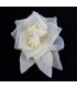 Fleur en Organza "Rotterdam"