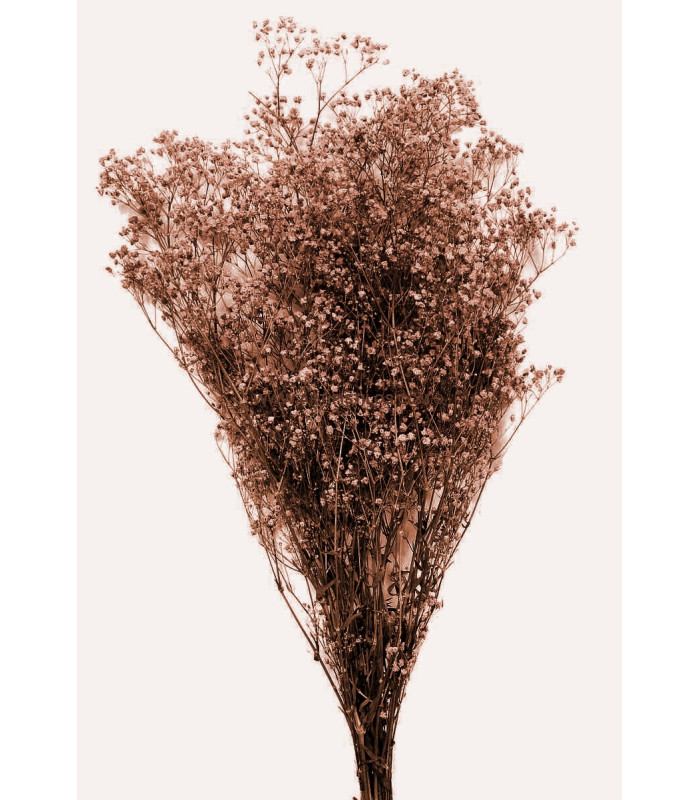 GYPSOPHILA PRÉSERVÉE "PREMIUM"
