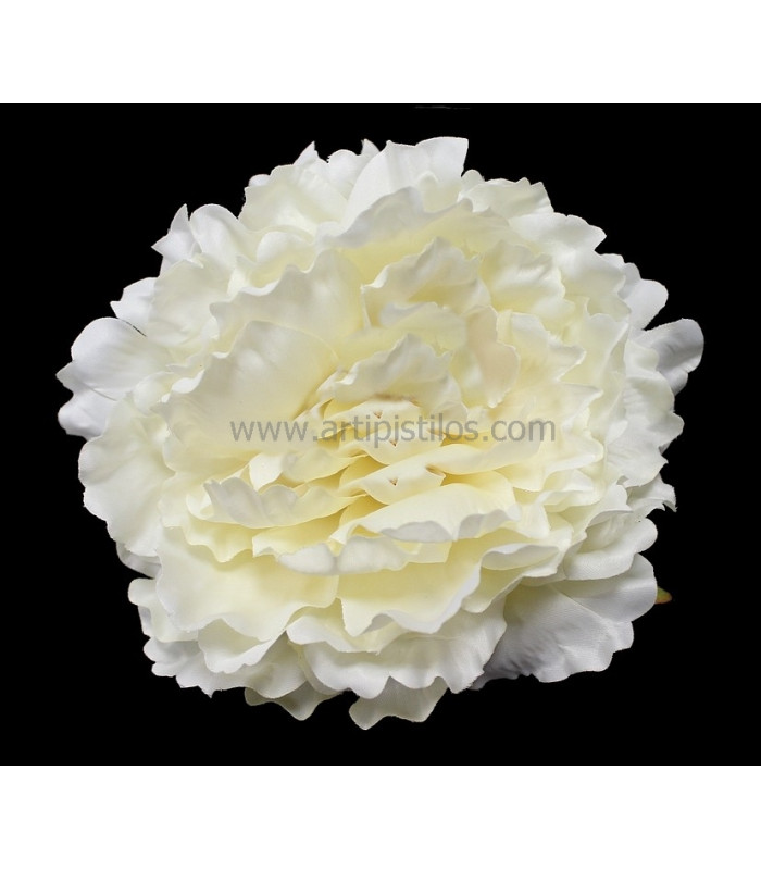 TÊTE DE PIVOINE 18 X 6 CMS.
