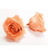 ROSE GRANDE PRÉSERVÉE 9 CMS.