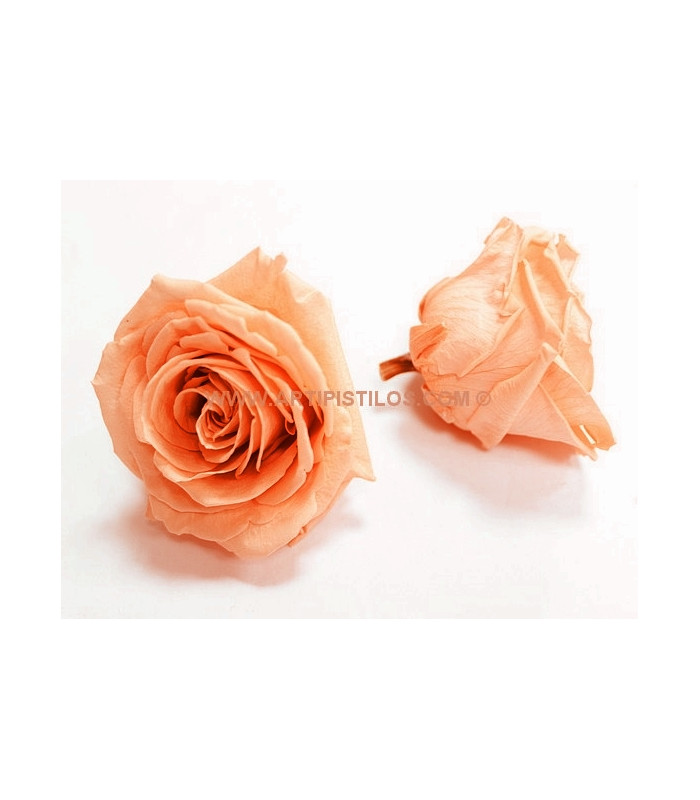 ROSE GRANDE PRÉSERVÉE 9 CMS.