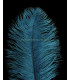 PLUME D´AUTRUCHE PREMIÈRE QUALITÉ 50-55 CMS.