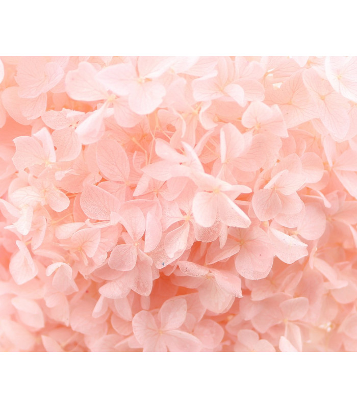 Hortensia Préservé - Fleur mini