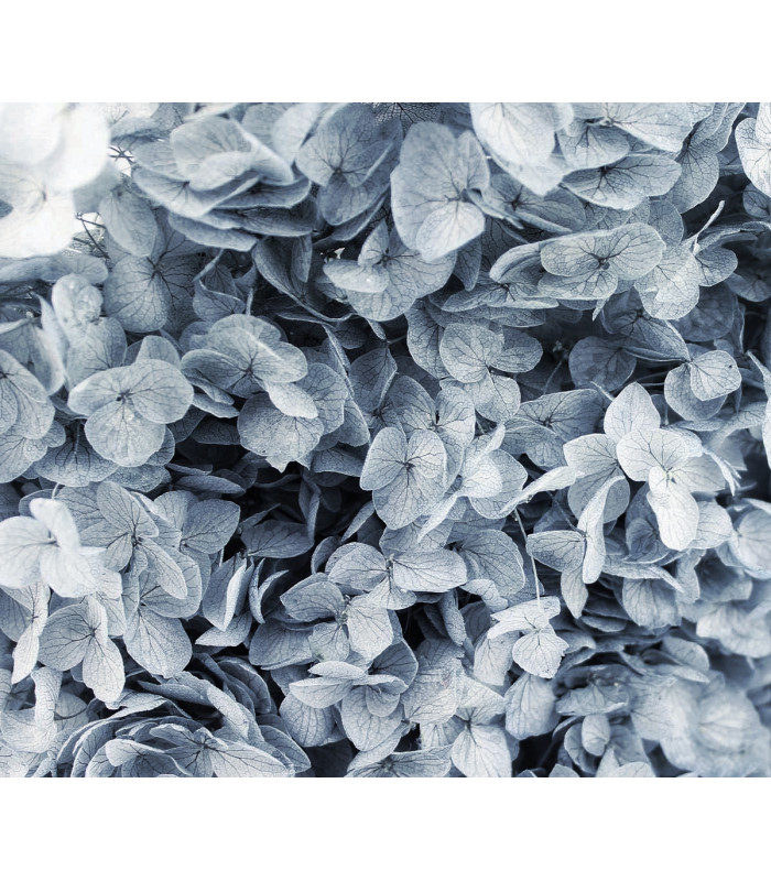 Hortensia Préservé - Fleur mini