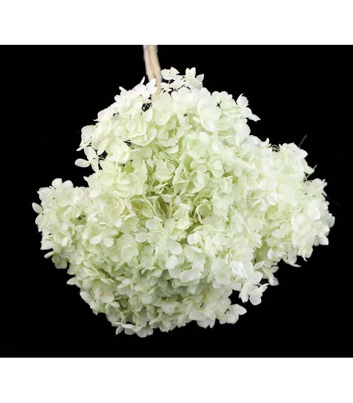 Hortensia Préservé - Fleur mini