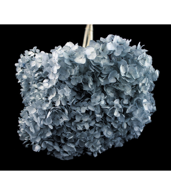 Hortensia Préservé - Fleur mini
