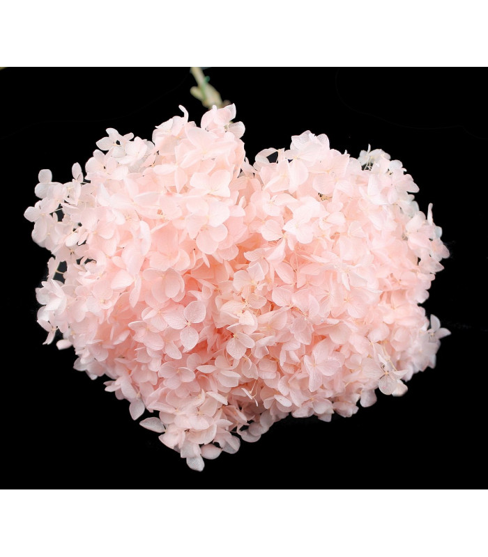 Hortensia Préservé - Fleur mini