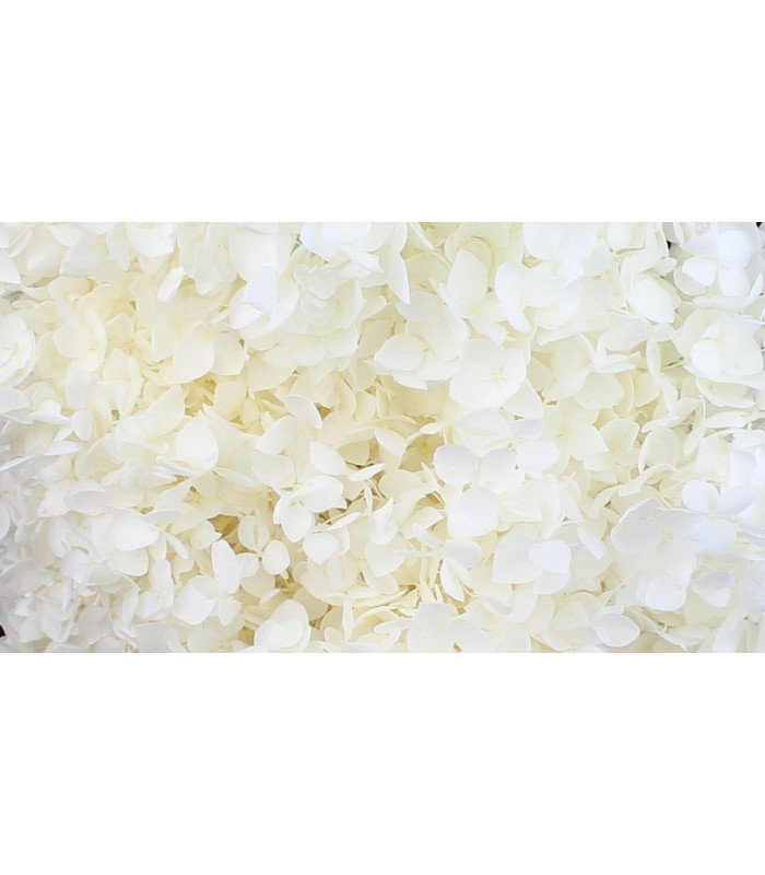 Hortensia Préservé - Fleur mini