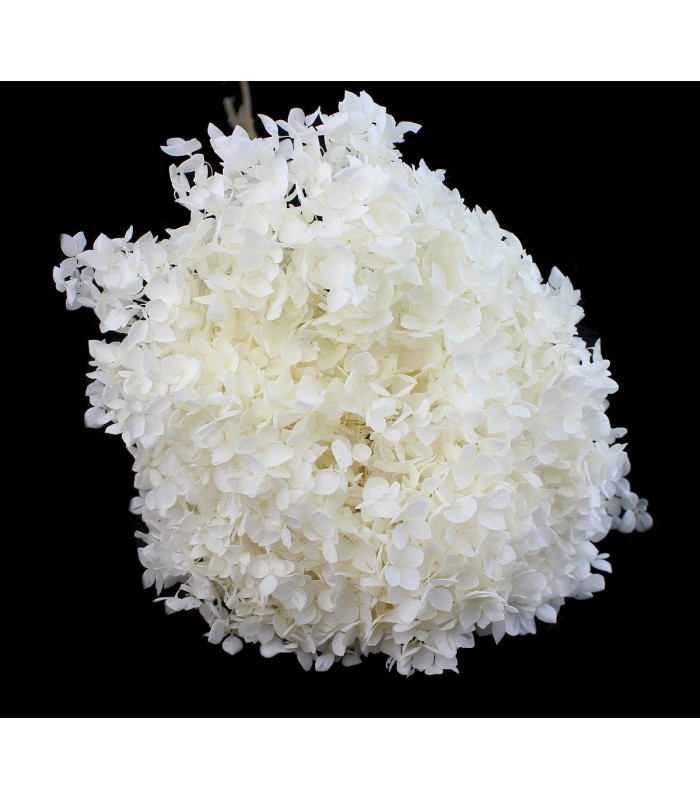 Hortensia Préservé - Fleur mini