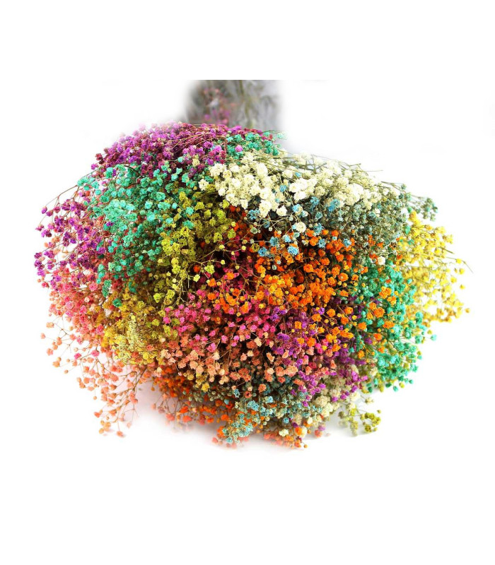 Bouquet de Paniculata Préservée - Mélange de Couleurs