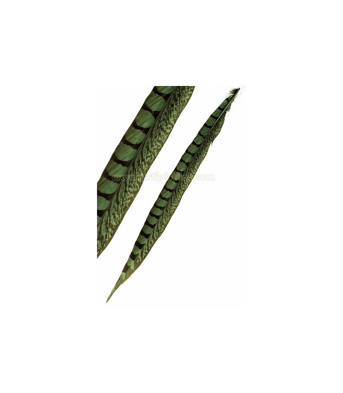 PLUME DE FAISAIN LADY AMHERST 40-45 CMS.