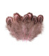 Sac à Plumes de Faisan 5-7cm de Longueur
