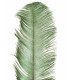 PLUME D´AUTRUCHE PREMIÈRE QUALITÉ 50-55 CMS.