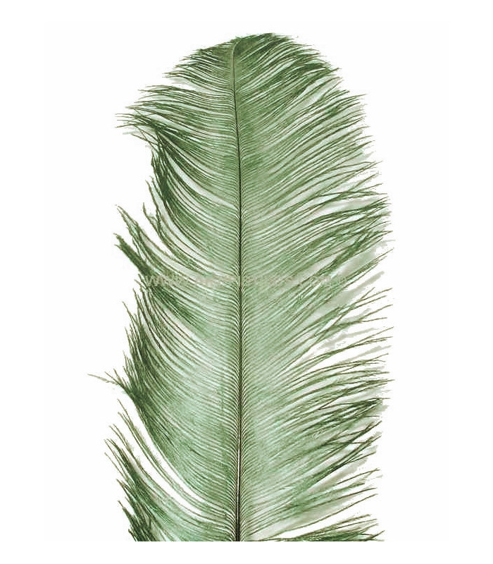 PLUME D´AUTRUCHE PREMIÈRE QUALITÉ 50-55 CMS.