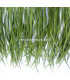 RUBAN D´OIE BIOT PREMIÉRE QUALITÉ -  10 CMS.
