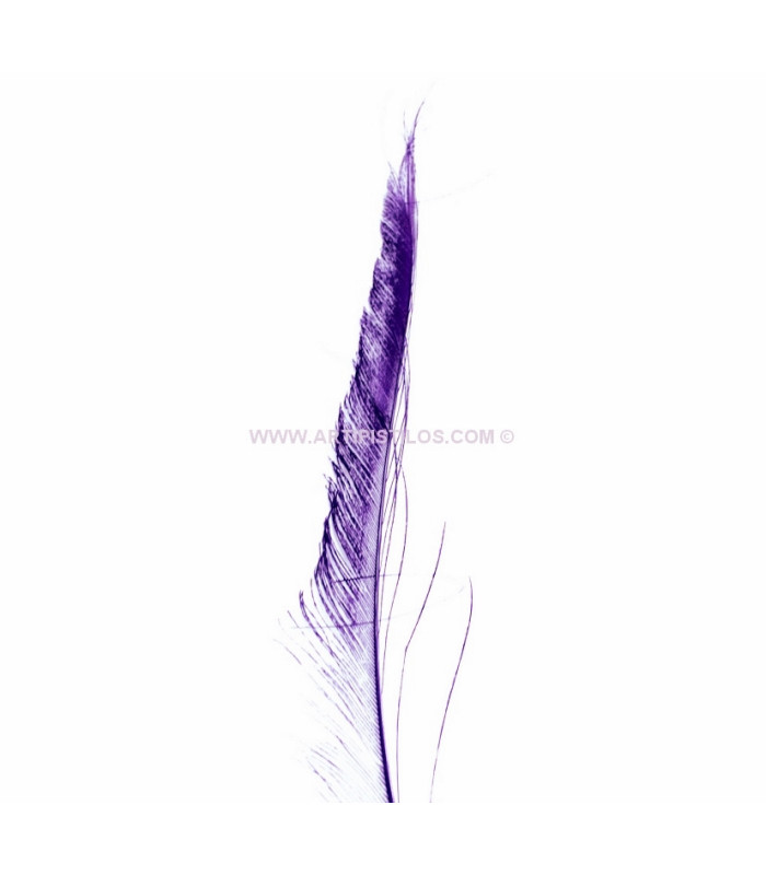 PLUME PAON ÉPÉE 30 CMS.