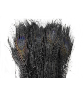 PLUME DE PAON BRÛLÉE 30 CMS.