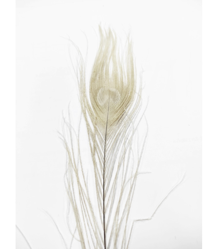 PLUME DE PAON BRÛLÉE 30 CMS.