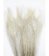 PLUME DE PAON BRÛLÉE 30 CMS.