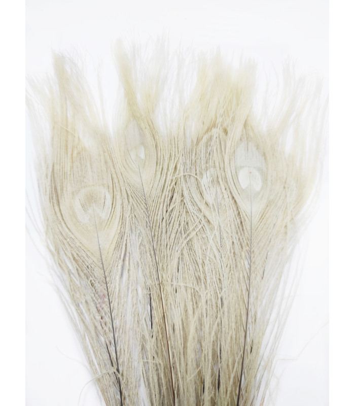 PLUME DE PAON BRÛLÉE 30 CMS.