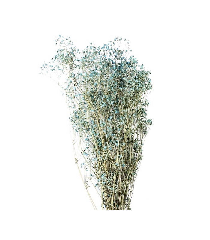 GYPSOPHILA PRÉSERVÉE "PREMIUM"