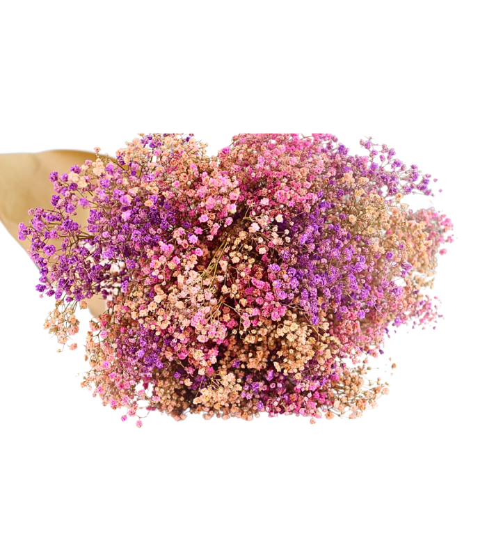 Bouquet de Paniculata Préservée - Mélange de Couleurs