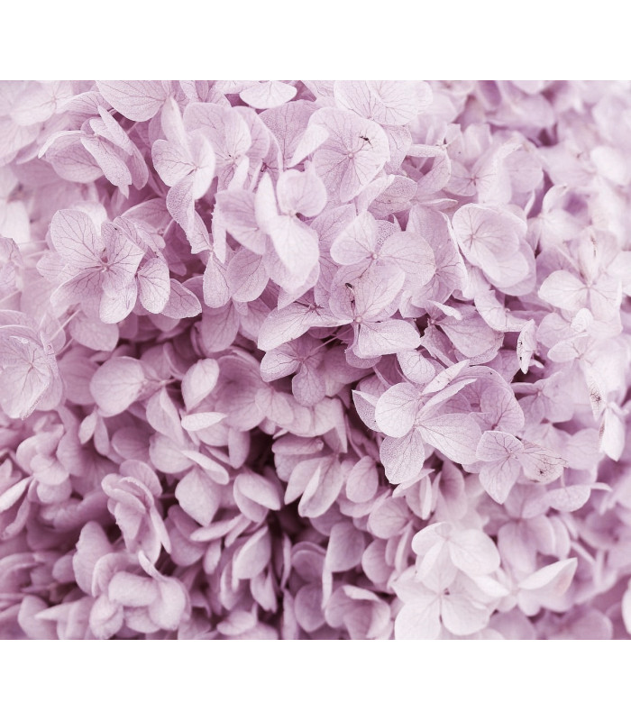Hortensia Préservé - Fleur mini