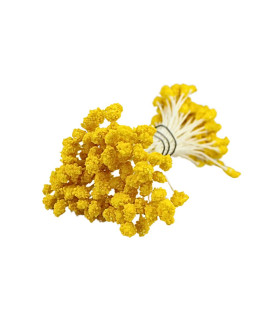 PISTIL GRANULÉ TIGE BLANCHE/TÊTE JAUNE