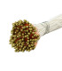BOUQUET DE PISTILS - TIGE EN FIL DE COTON
