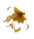 FLEUR EN PLUMES