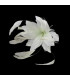 FLEUR EN PLUMES
