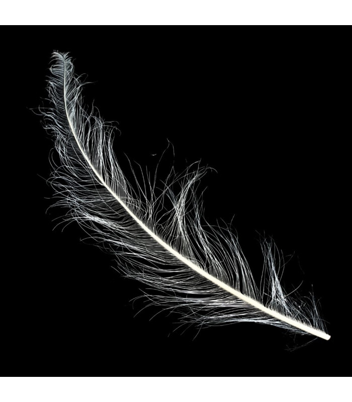 PLUMES D'AUTRUCHE BRÛLÉES - 58 CM
