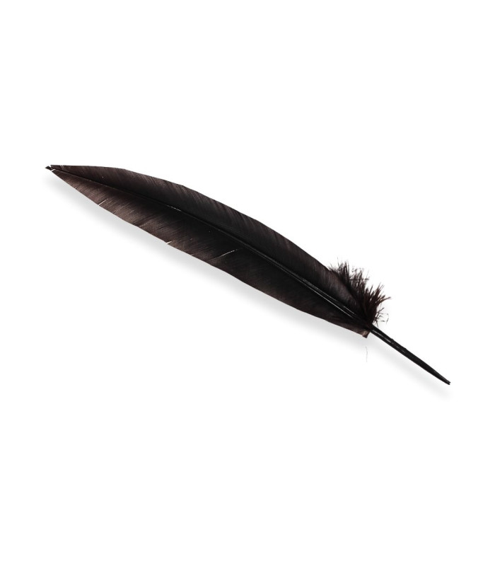 PLUME DE PAON 32 CM