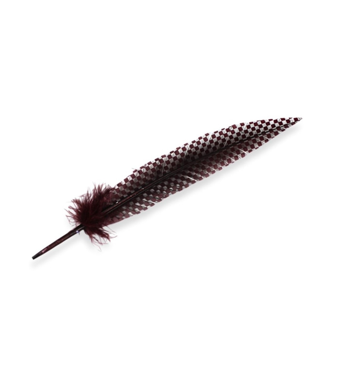 PLUME DE PAON 34 CM
