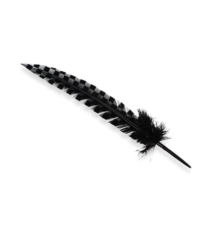 PLUME DE PAON 33 CM