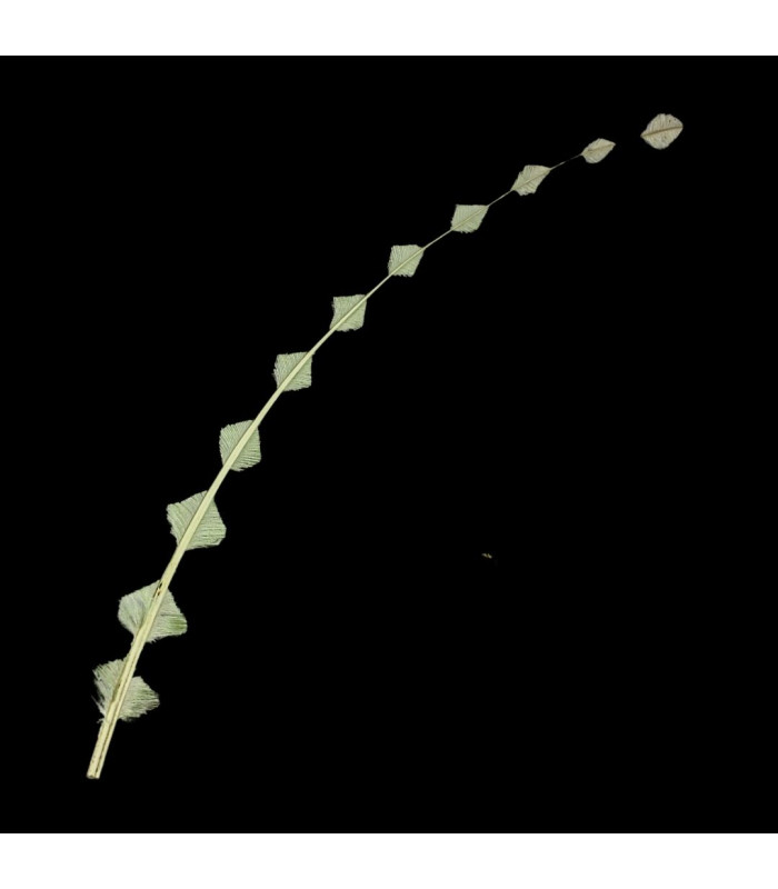 PLUME D'AUTRUCHE BRÛLÉE/COUPE 58CM