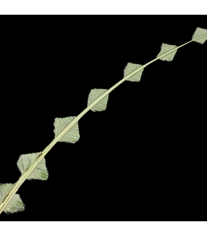 PLUME D'AUTRUCHE BRÛLÉE/COUPE 58CM