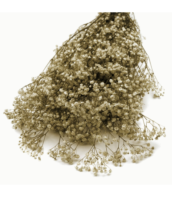 GYPSOPHILA PRÉSERVÉE "PREMIUM"