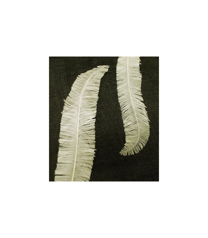 PLUME D´AUTRUCHE 55 - 65 CMS.