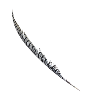 PLUME DE FAISAN LADY AMHERST 80-90 CMS.