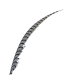 PLUME DE FAISAN LADY AMHERST 80-90 CMS.