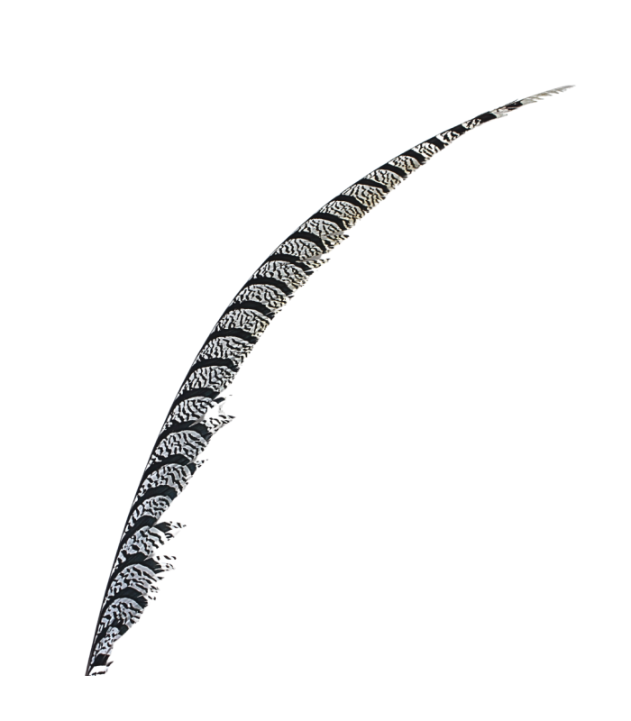PLUME DE FAISAN LADY AMHERST 80-90 CMS.