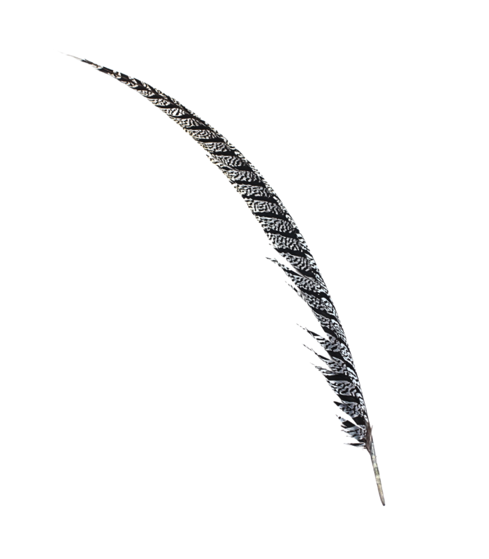 PLUME DE FAISAN LADY AMHERST 80-90 CMS.
