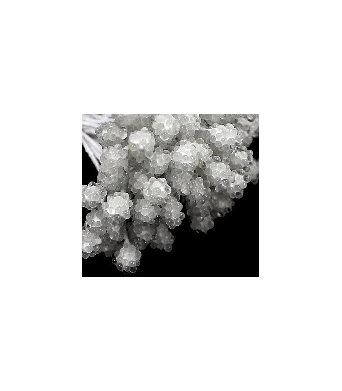 BOUQUET DE 80 ÉTAMINES - TIGE EN FIL
